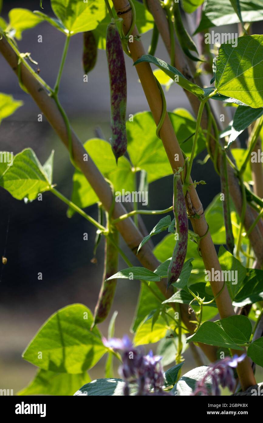 Borlotti Bohnenschoten wachsen im Garten Stockfoto