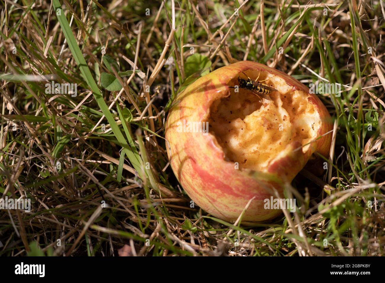 Eine Wespe füttert im Sommer an einem Windfall-Apfel. Die Apfelsorte ist James Grieves. Stockfoto