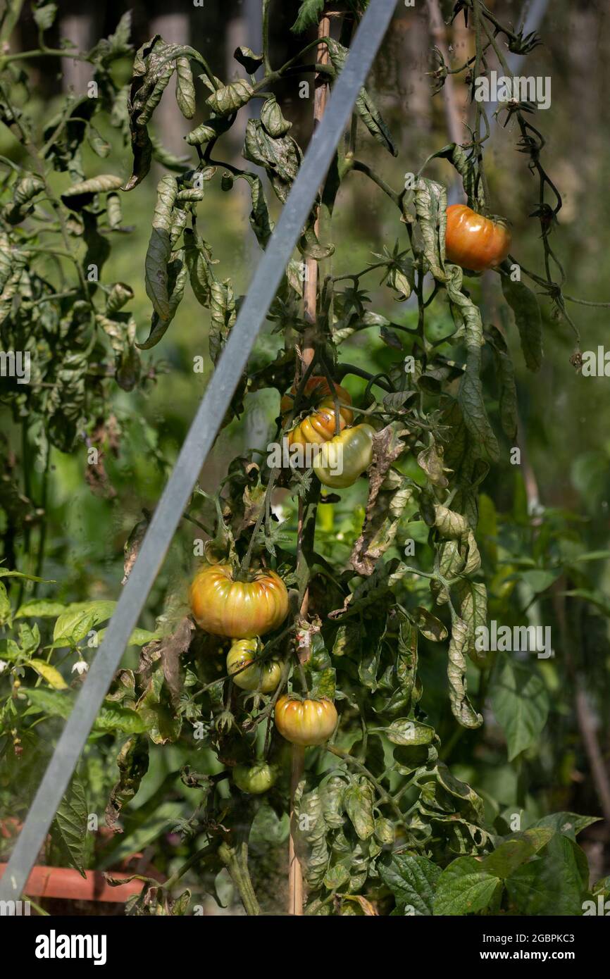 Beefsteak-Tomaten durch ein Gewächshausfenster betrachtet. Die Sorte ist Gigantomo. Sie leiden an Blattwellung. Stockfoto