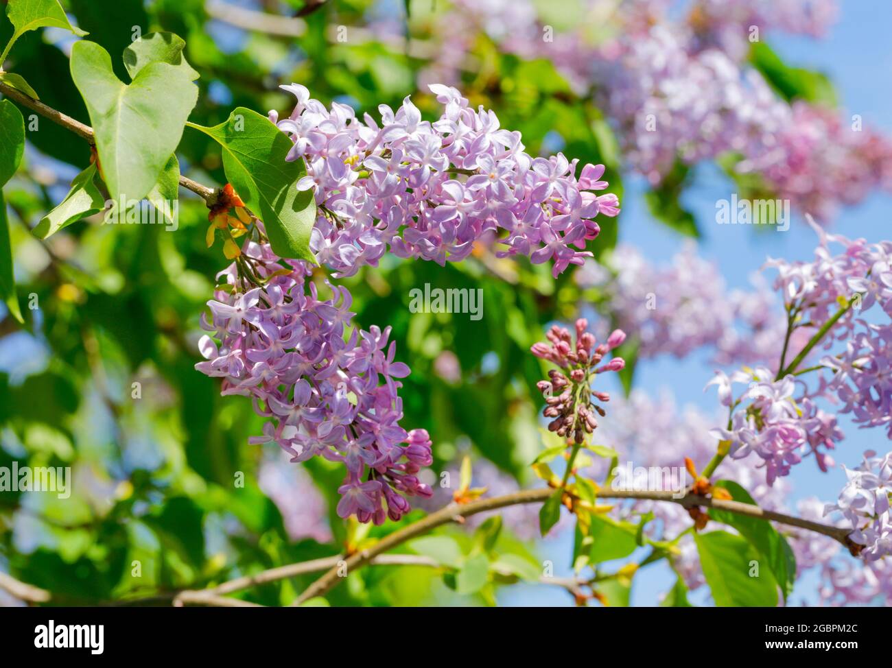 botanik, gemeiner Flieder, Syringa vulgaris, Schweiz, NICHT-EXKLUSIV-ZUR VERWENDUNG ALS FALTKARTE-GRUSSKARTE-POSTKARTE Stockfoto