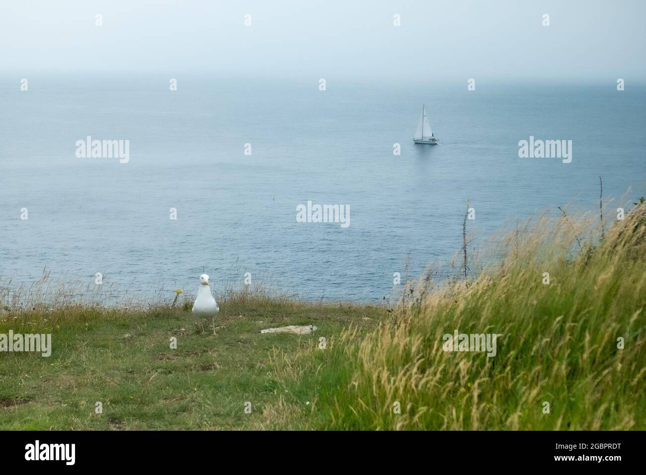 Dorset - Blick vom Coastal Path entlang der Jurassic Coast in der Nähe von Swanage Stockfoto