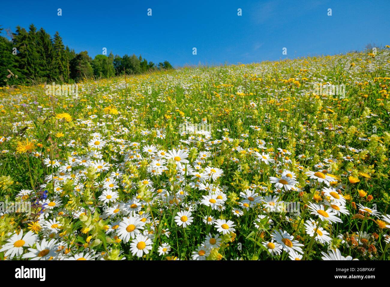 Geographie / Reisen, Schweiz, schlechtes Grasland, Zürcher Hochland, NICHT-EXKLUSIVE-VERWENDUNG FÜR FALTKARTEN-GRUSSKARTEN-POSTKARTENVERWENDUNG Stockfoto