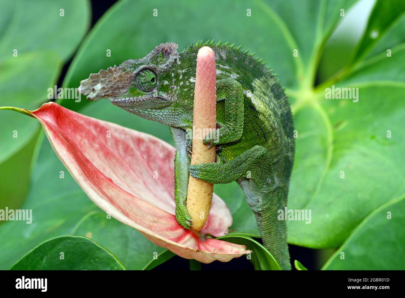 Fischer-Chamäleon hält sich an der Knospe fest Stockfoto