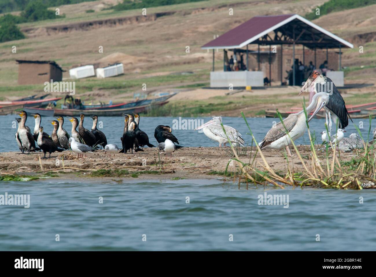 Kazinga Channel, uganda - august 2008 wildlebende Vögel Dorf Hintergrund Stockfoto