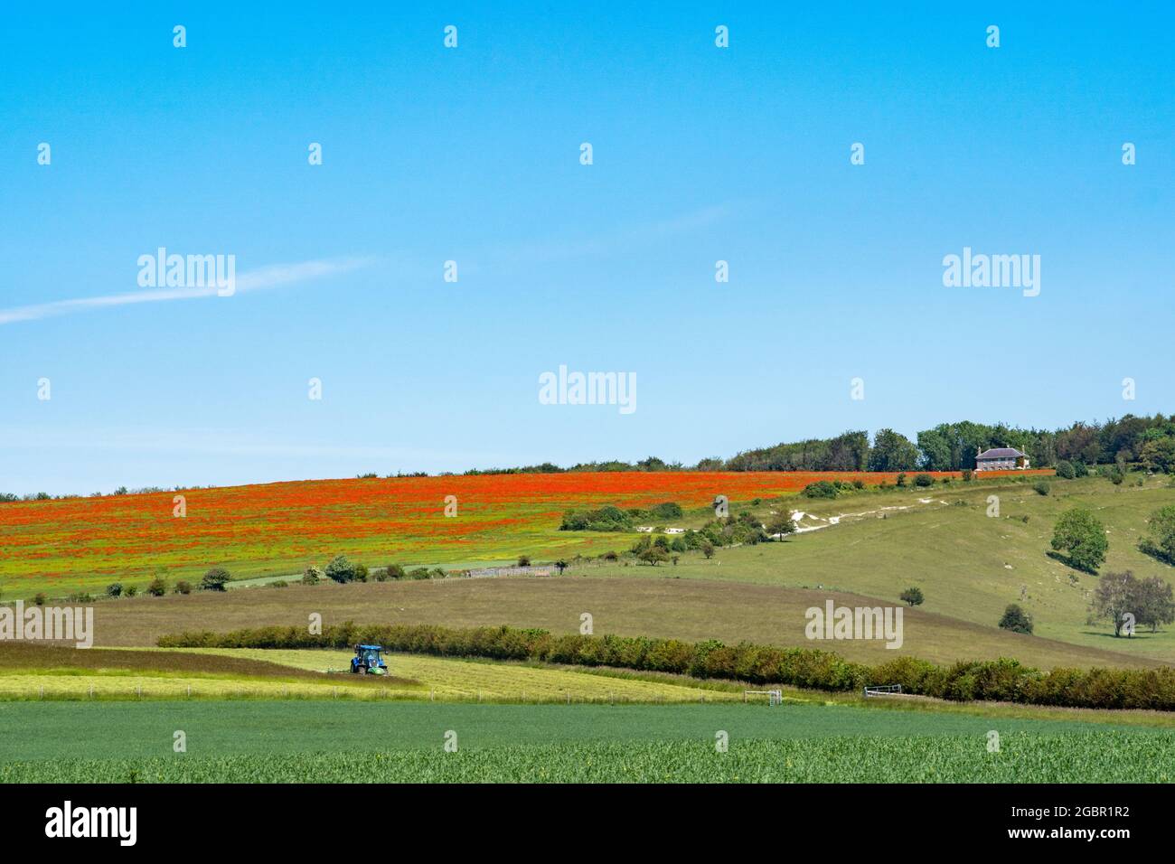 Ein Mohnfeld zwischen einem Flachsfeld auf der Trundle bei Goodwood in den South Downs. Stockfoto