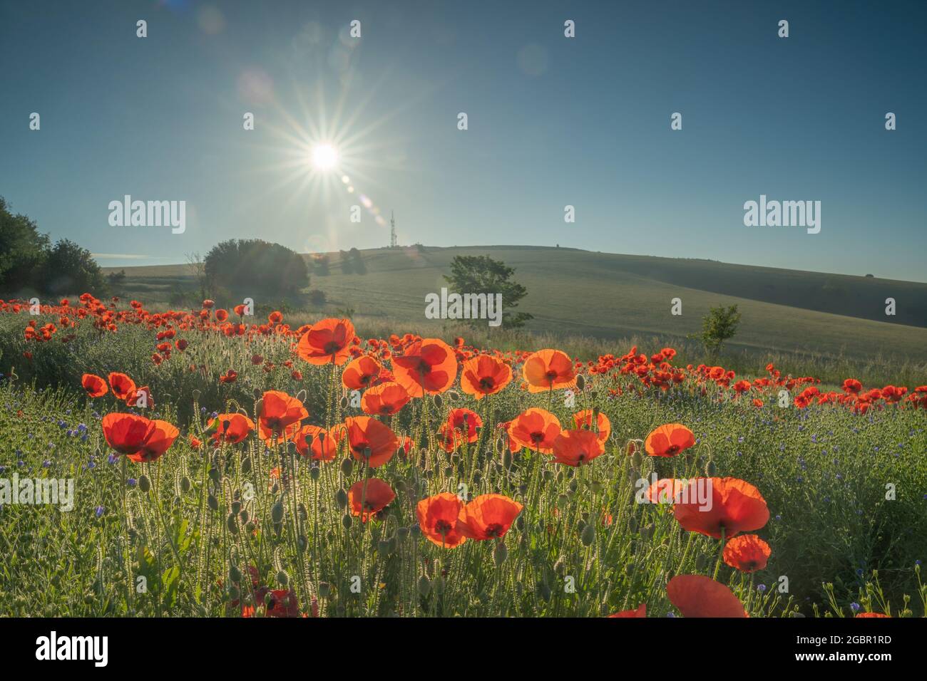 Mohnblumen bei Sonnenaufgang auf einem Flachsfeld auf der Trundle in den South Downs bei Goodwood bei Chichester Stockfoto