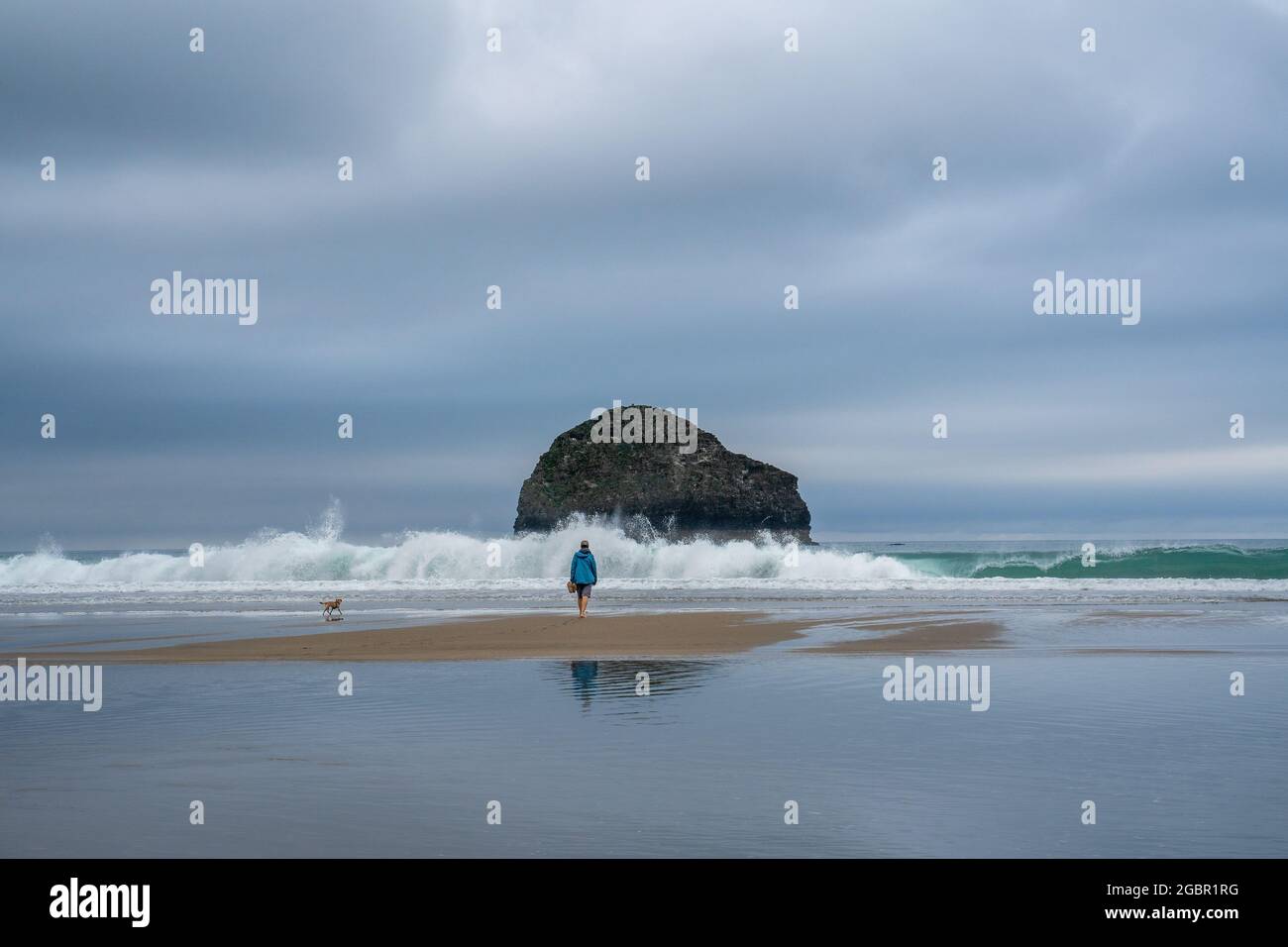 Eine Einzelfigur und ein Border Terrier Hund am Strand von Trebarwith Strand mit türkisfarbener Brandung und einer Kulisse von Gull Island. Stockfoto