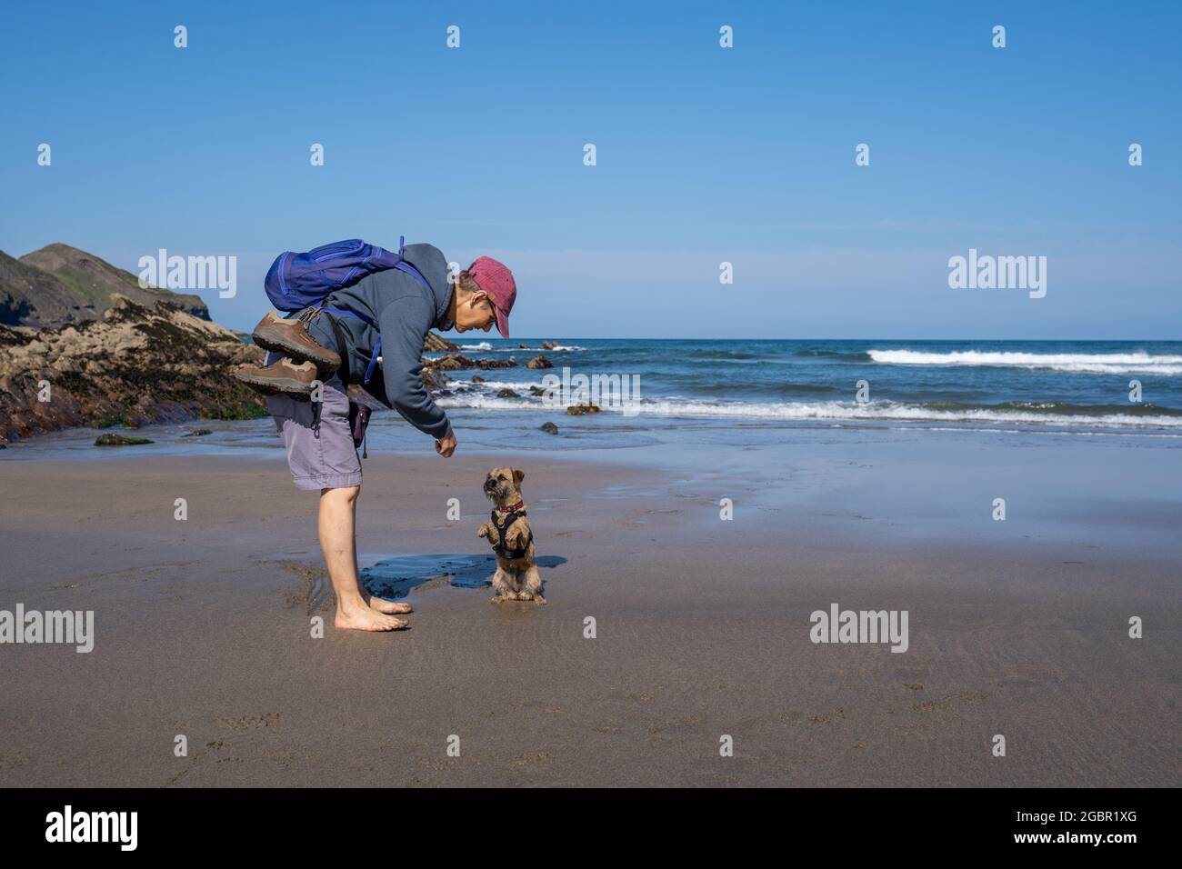 Training eines Border Terrier Hundes am Crackington Haven Strand an der Nordküste von Cornwall. Stockfoto