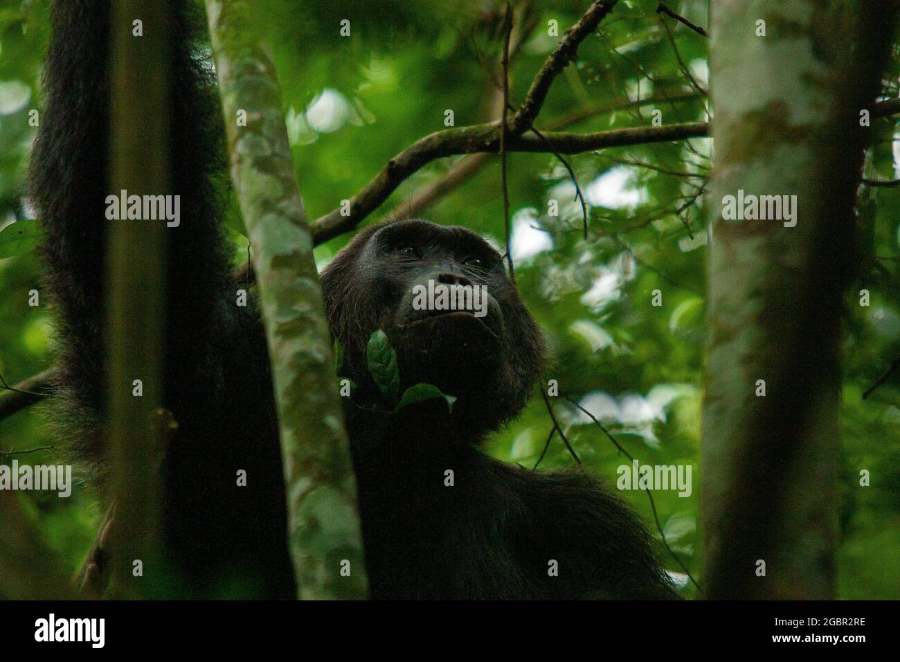 Der Kibale Forest National Park im Westen Ugandas. In Kibale leben mehrere Schimpansengruppen und 12 weitere Primatenarten, die oft den Spitznamen P haben Stockfoto
