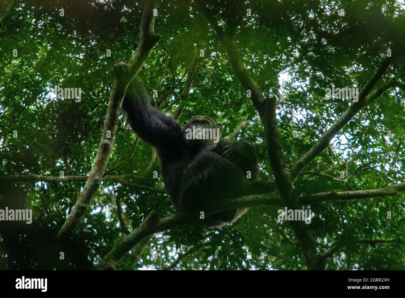 Der Kibale Forest National Park im Westen Ugandas. In Kibale leben mehrere Schimpansengruppen und 12 weitere Primatenarten, die oft den Spitznamen P haben Stockfoto