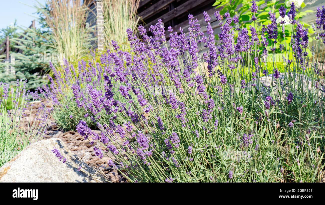 Luxuriöser Lavendelbusch aus nächster Nähe. Lavendel blüht fragmentarisch im provenzalischen Garten. Landschaftsdesign im mediterranen Stil. Rohstoffe für c Stockfoto