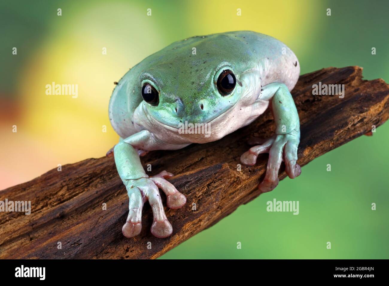 Nahaufnahme Baumfrosch auf Holz, dumpiger Frosch Stockfoto