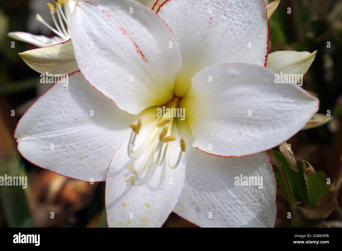 Schöne blühende Blume Nahaufnahme Foto Stockfoto