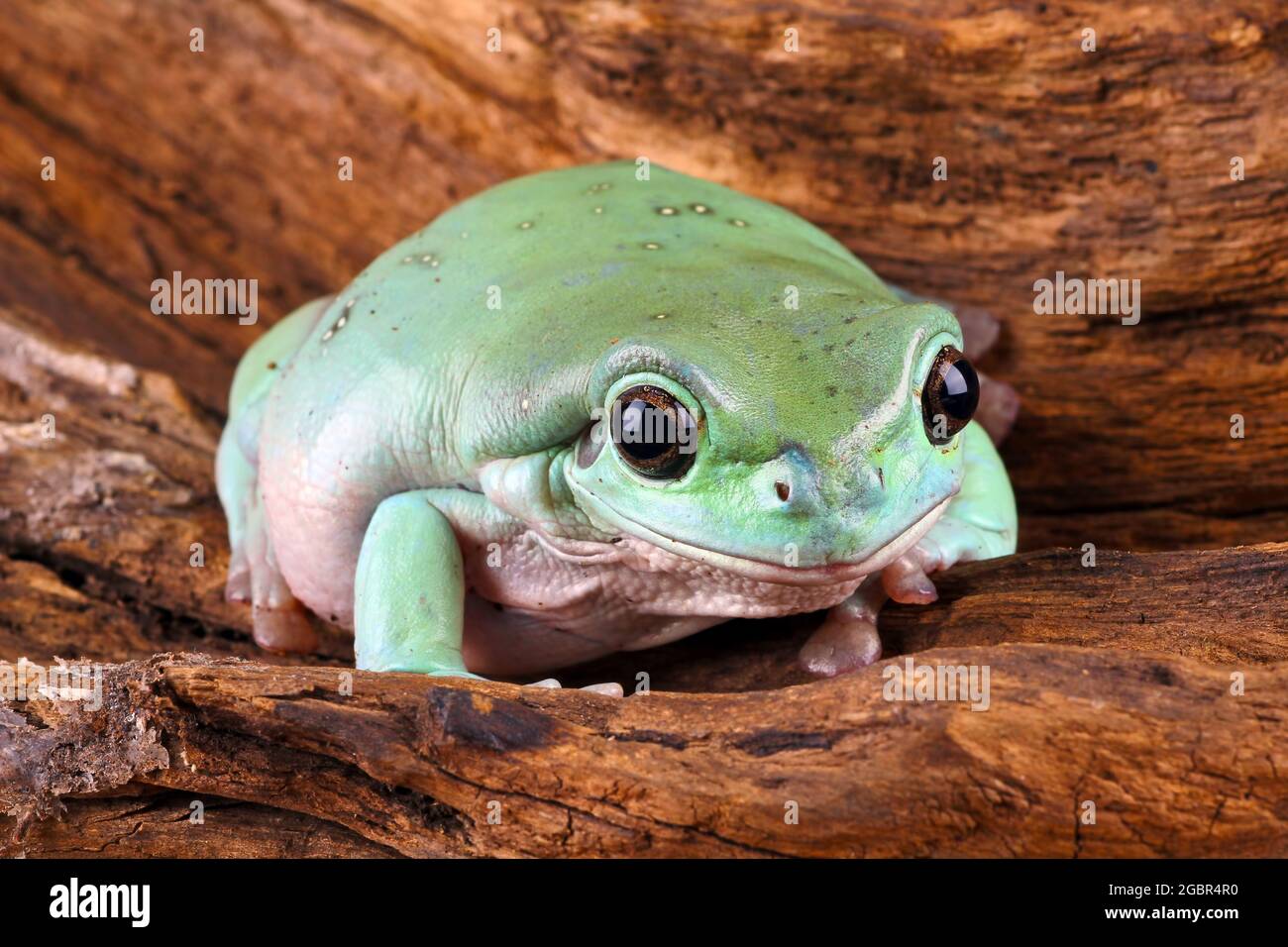 Nahaufnahme Baumfrosch auf Holz, dumpiger Frosch Stockfoto