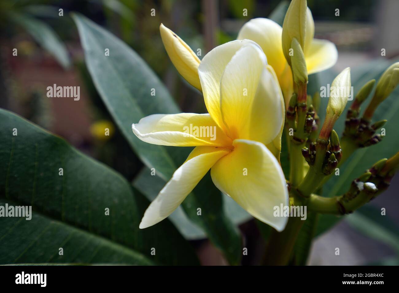 Schöne blühende Blume Nahaufnahme Foto Stockfoto