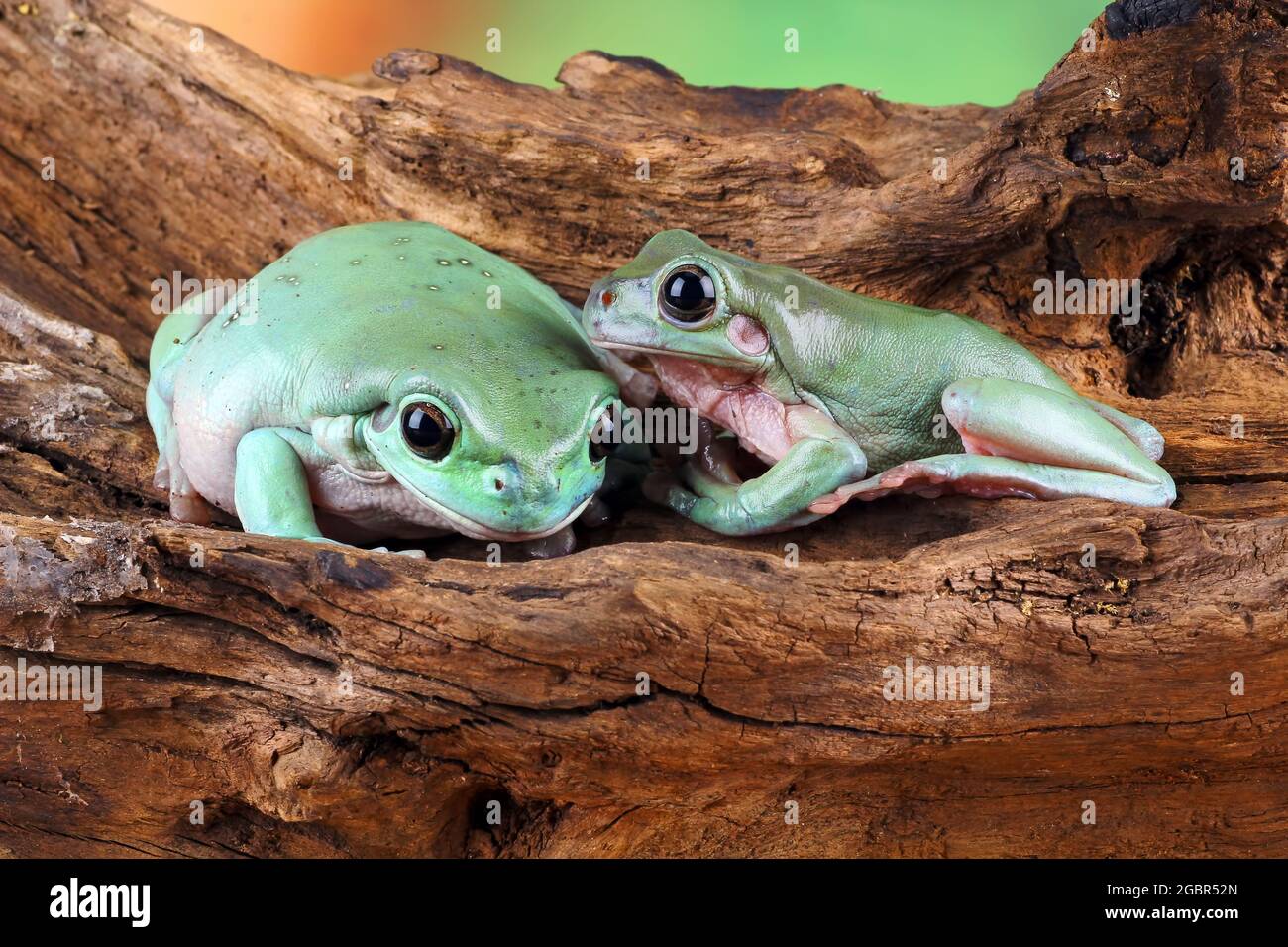 Grünes Froschpaar auf Holz sitzend Stockfoto