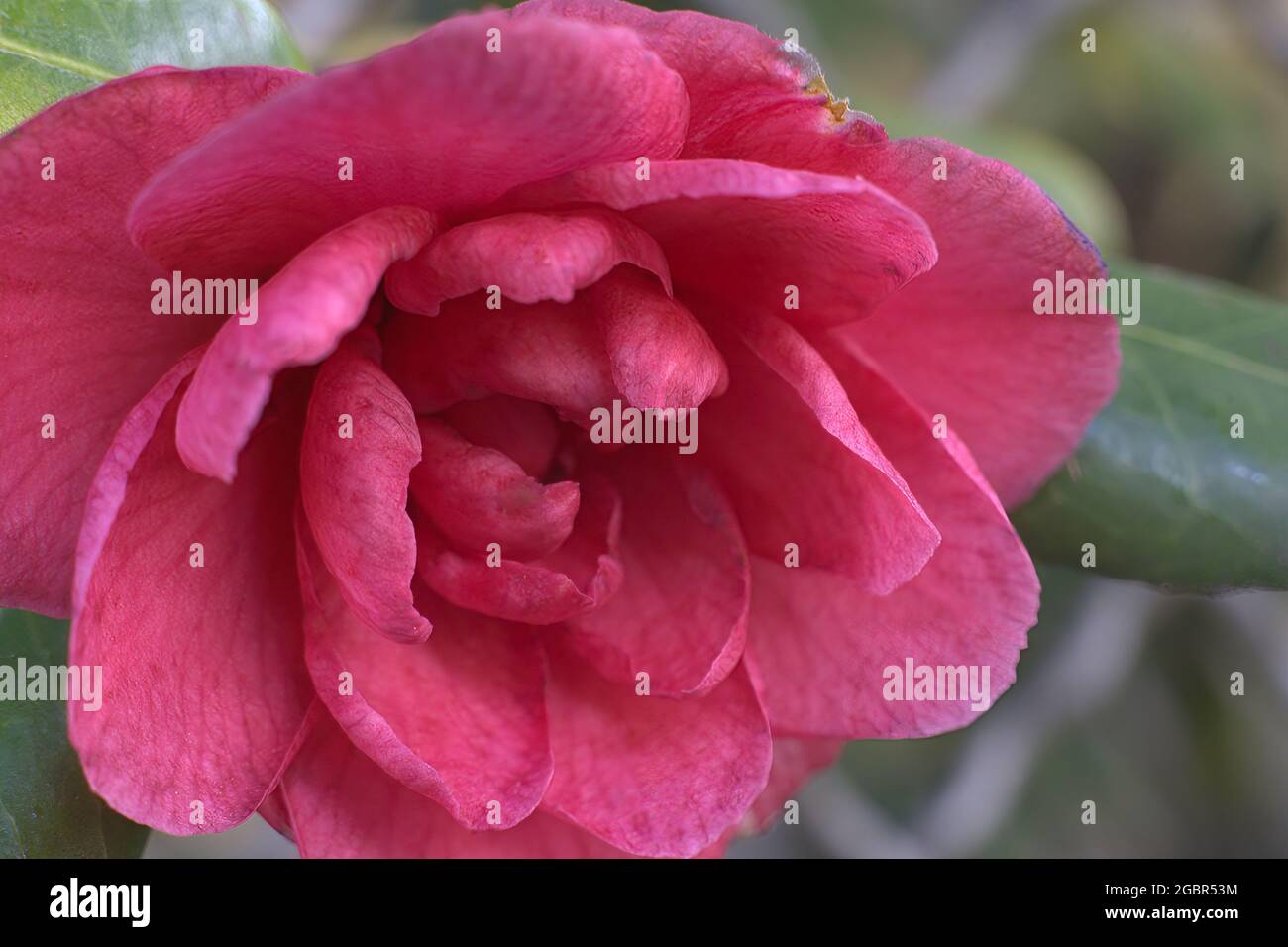 Rot blühende Blume Nahaufnahme Foto Stockfoto