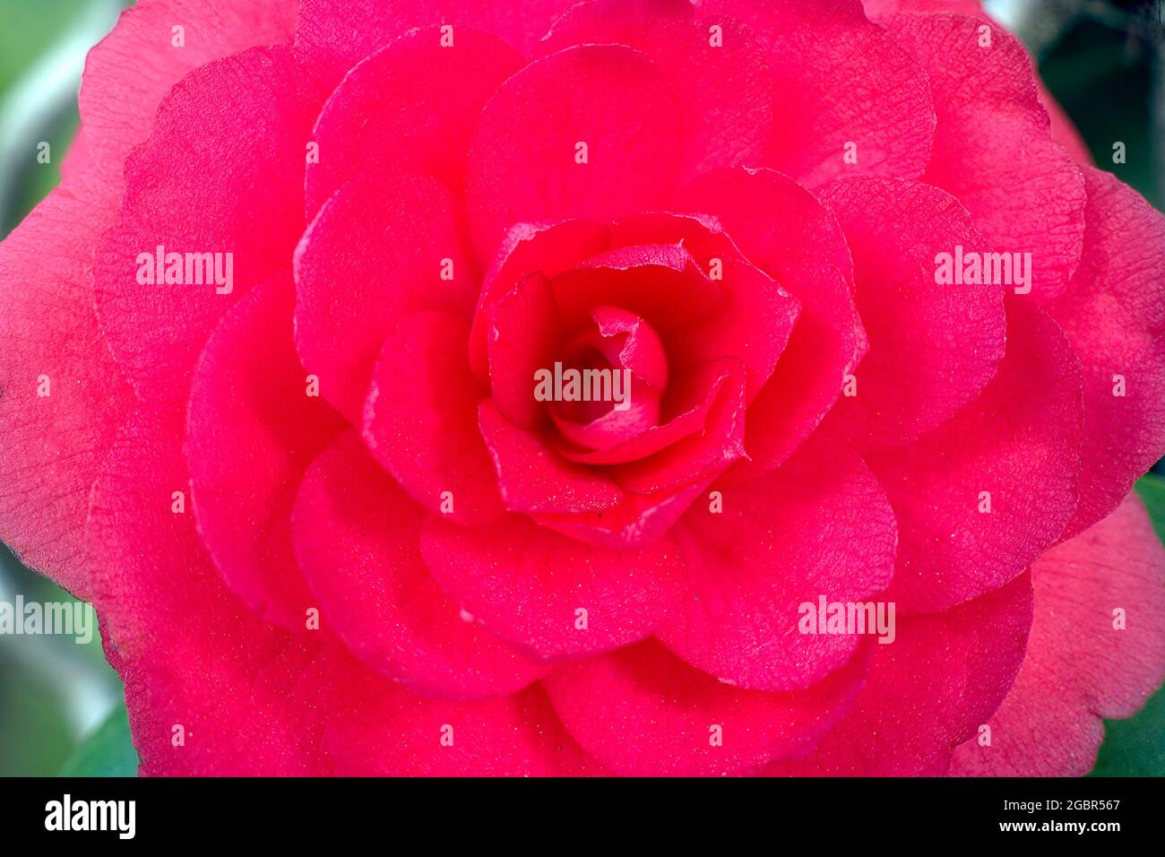 Rot blühende Blume Nahaufnahme Foto Stockfoto