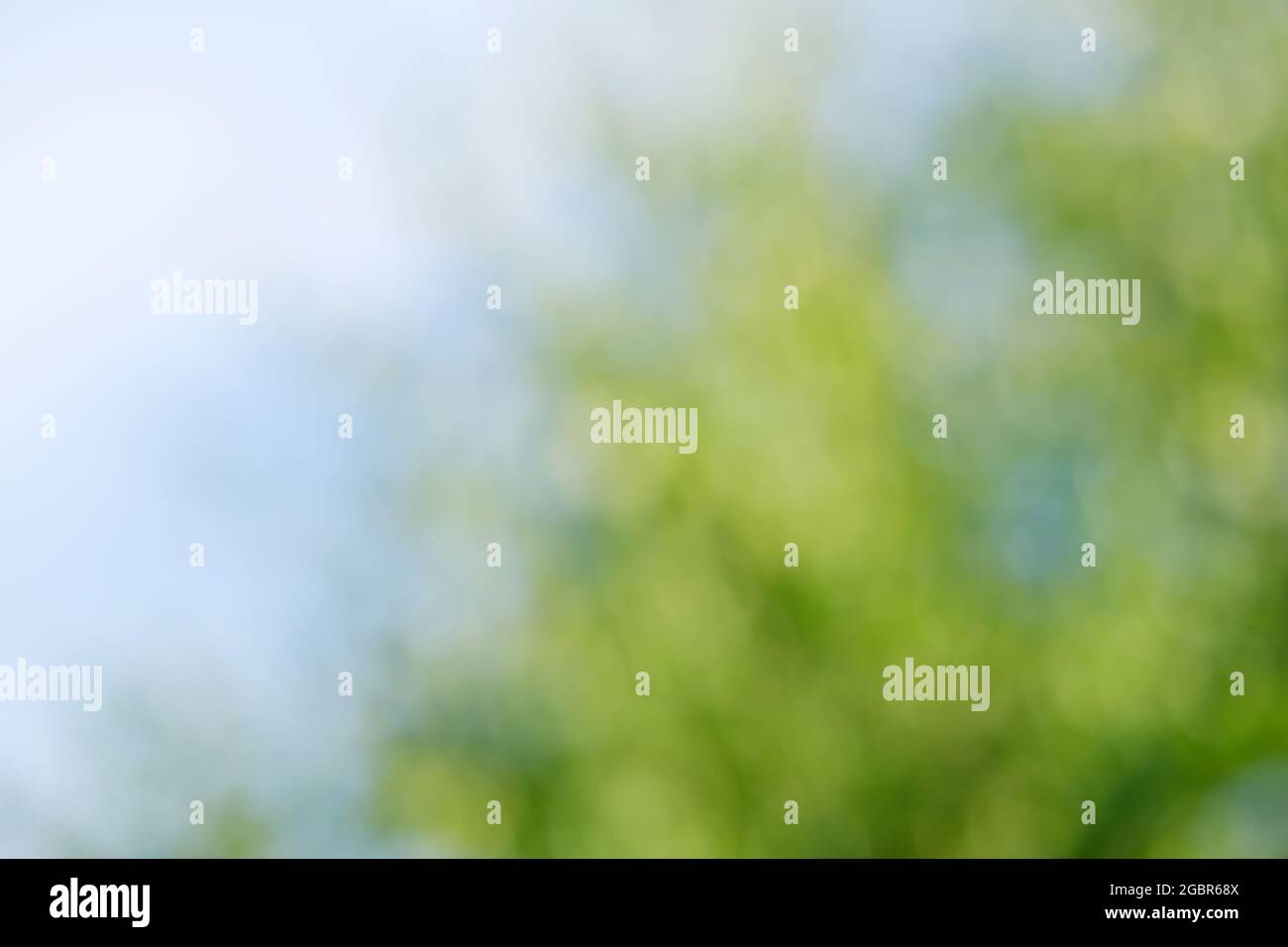 Naturbelassene grüne Unschärfe-Hintergrund. Sommerkonzept, verschwommene Textur Stockfoto