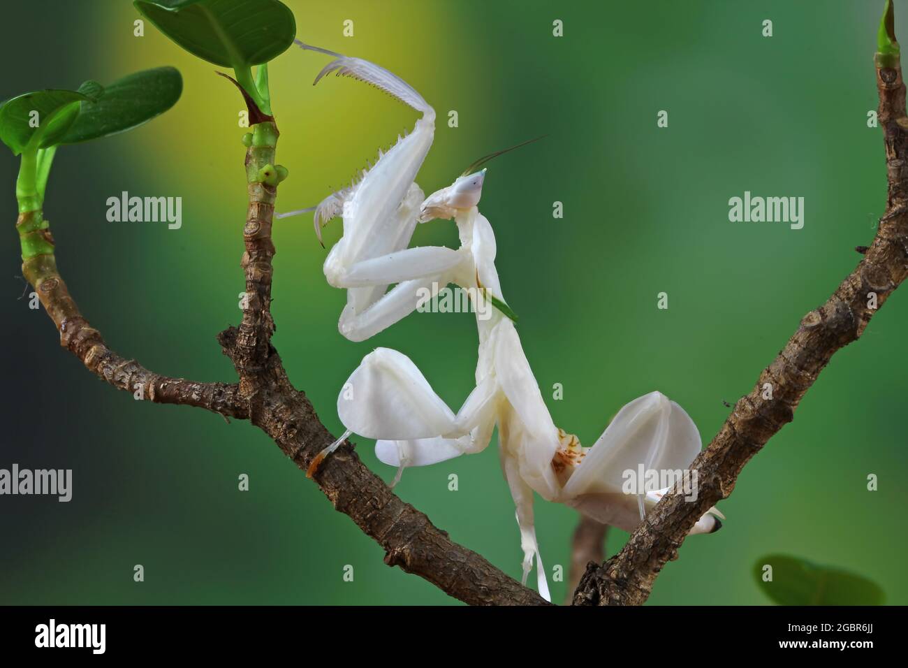 Orchideenmantis auf einem Ast Stockfoto