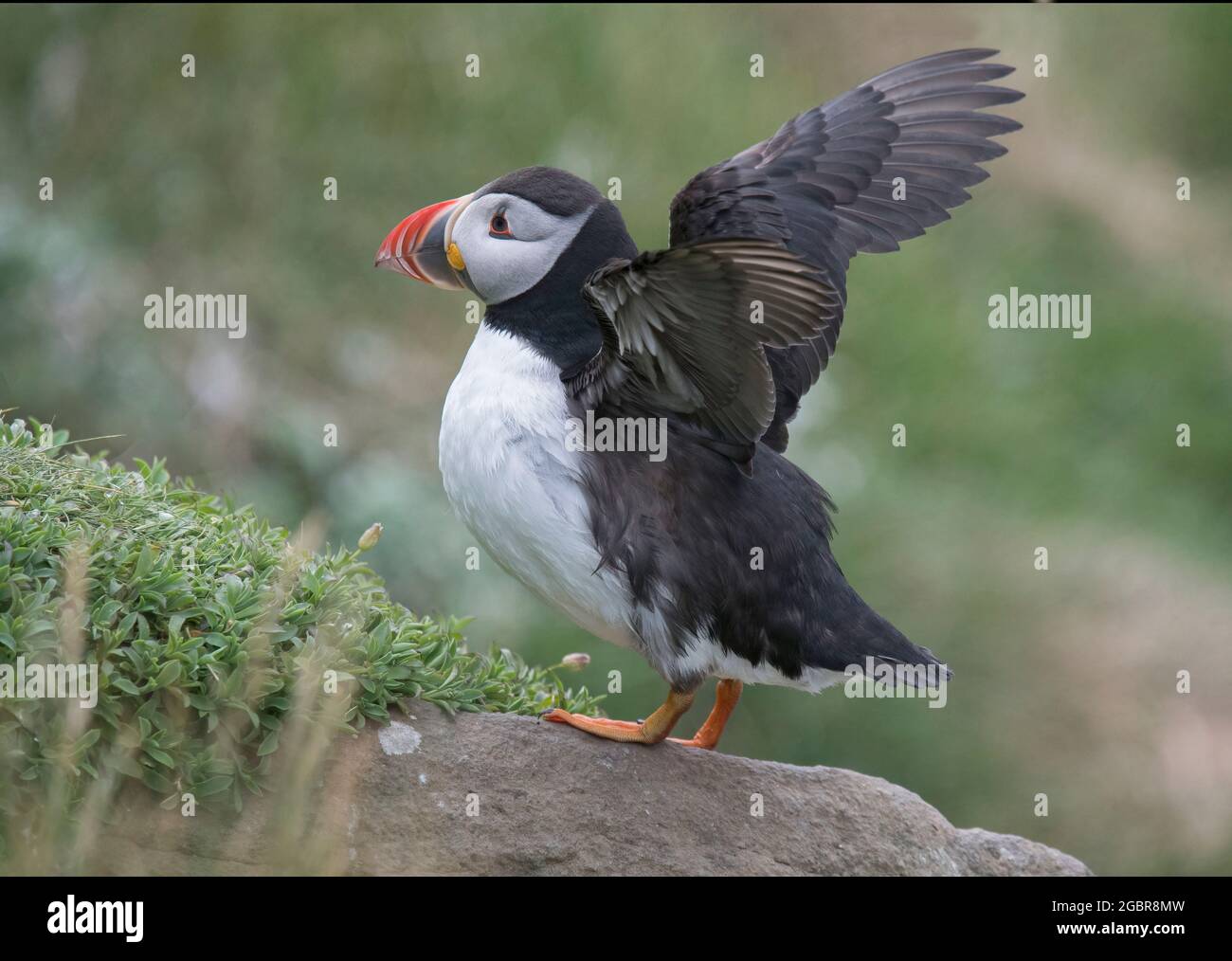 Atlantic Puffin, Fratercula artica, Stretching Wings, auf der Isle of Lunga, Schottland Stockfoto