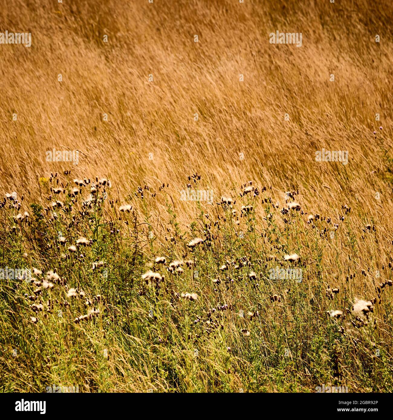 Wildblumenwiese im Sommer Stockfoto