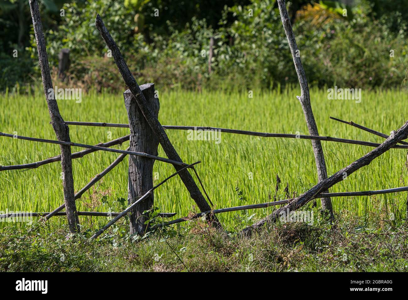 Killing Fields, Kambodscha, Pol Pot, Khmer Rouge Stockfoto