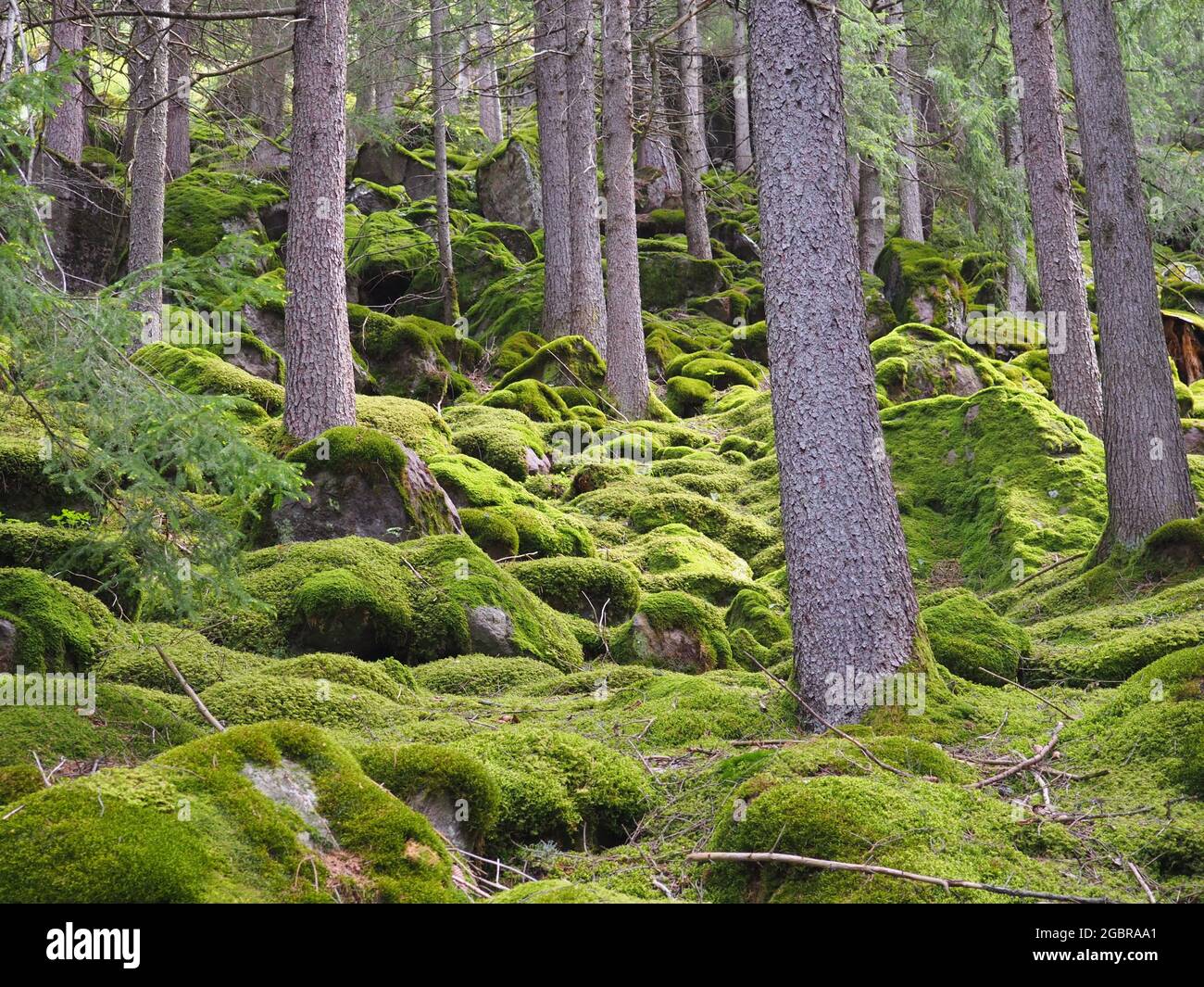 Gruner Wald Mit Kiefern Und Moos In Sudtirol Italien Bei Tageslicht Stockfotografie Alamy