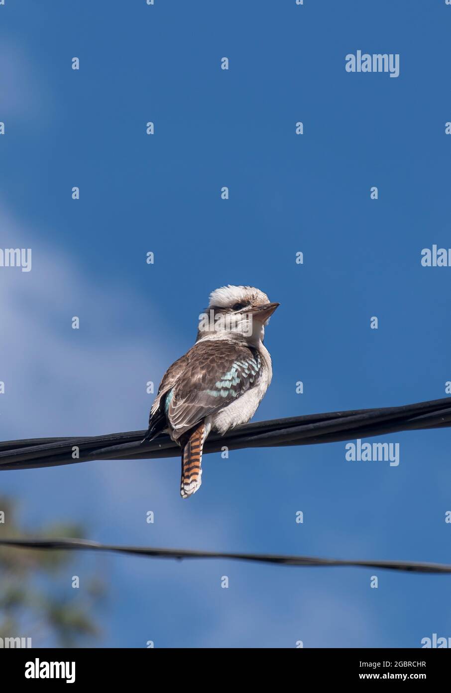 Die Rückseite von Laughing Kookaburra (Dracelo) thront an einem sonnigen Tag in Queensland, Australien, auf einem Stromkabel. Blauer Himmel. Winter. Speicherplatz kopieren. Stockfoto