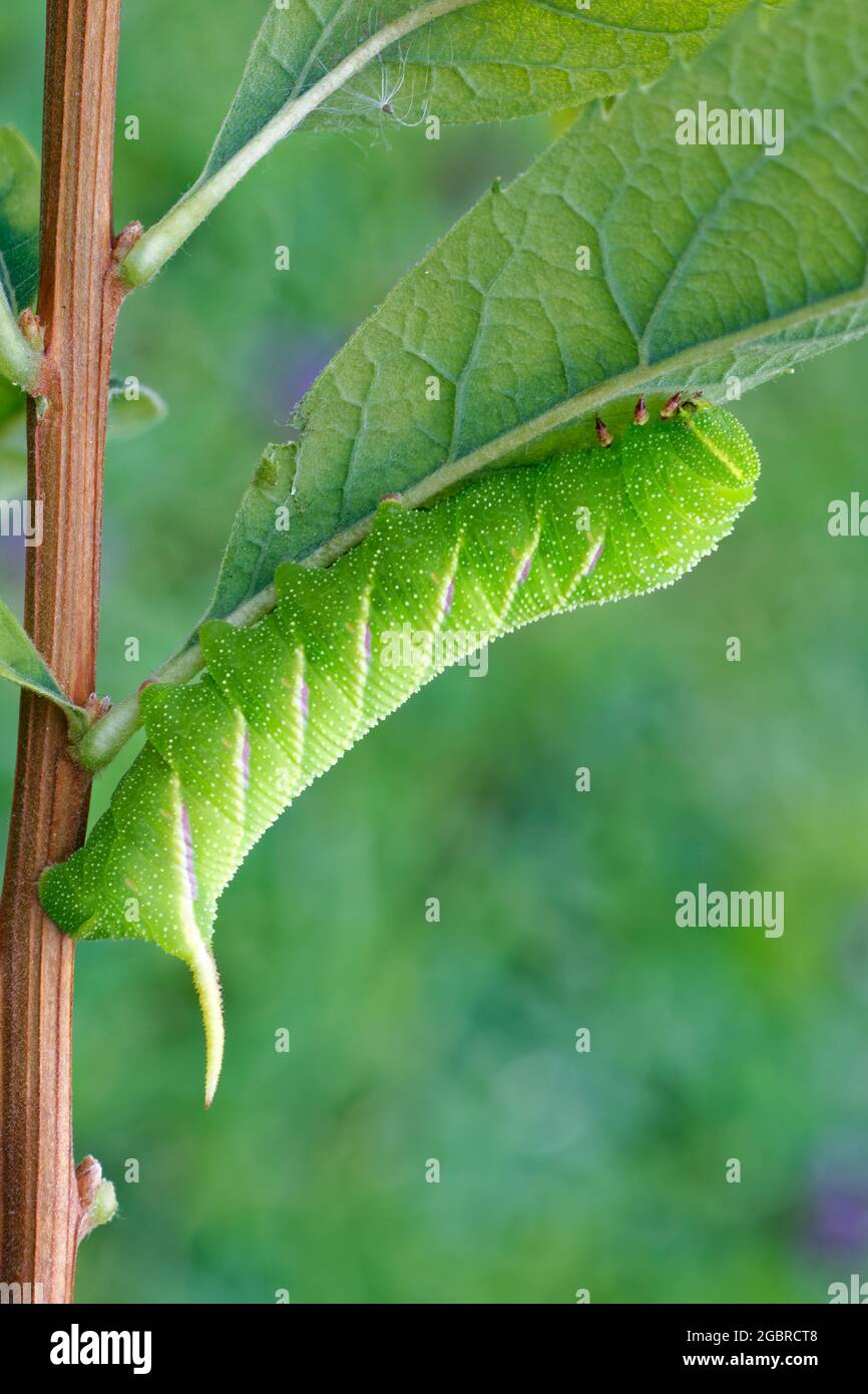 Privet hawkmoth Caterpillar - Sphinx ligustri, mittlere grüne Raupe auf Spirea Stockfoto
