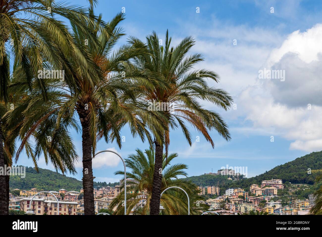 Stadtbild durch Palmen auf einem bewölkten Himmel Hintergrund Stockfoto