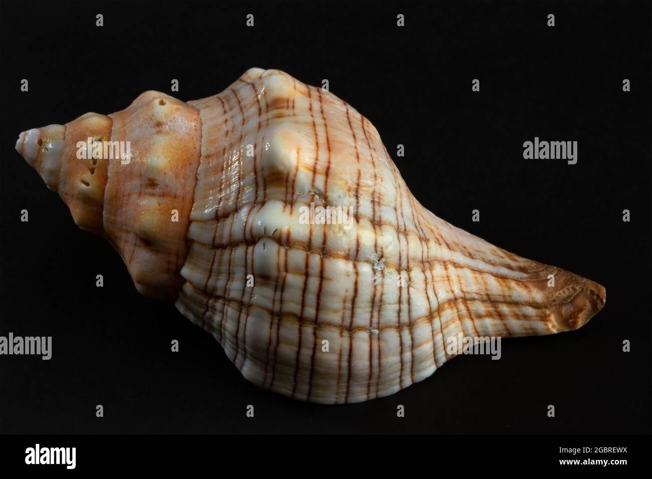 Der Foxhead gehört zur Tulip Shell-Familie, die so nach der markanten, fuchsroten Farbe und der schweren, länglichen Schale benannt ist. Stockfoto