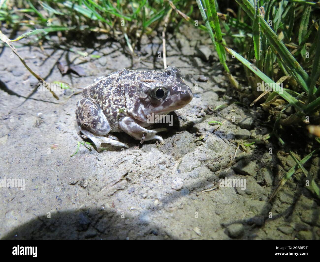 westliche Spadtrute, iberische Spadtrute, Pelobates Cultripes in der Nacht Stockfoto