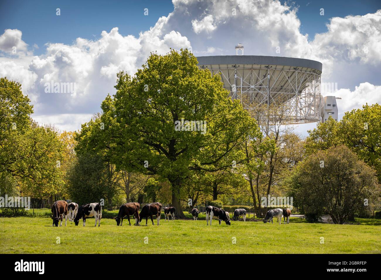 Großbritannien, England, Ceshire, Goostrey, University of Manchester Jodrell Bank, Kühe grasen auf dem Feld neben dem Lovell Radio Telescope Stockfoto