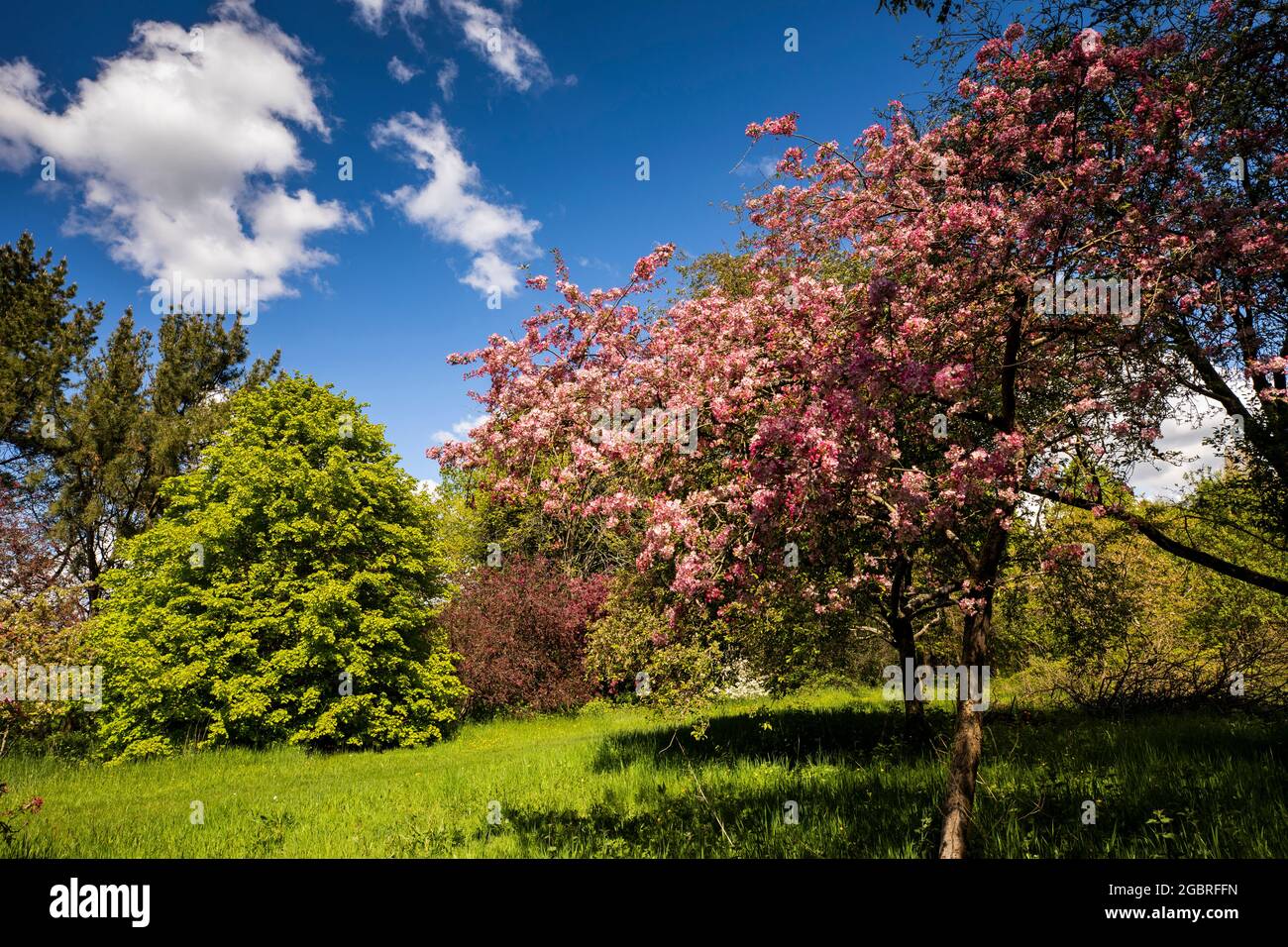 Großbritannien, England, Kechsen, Goostrey, University of Manchester, Jodrell Bank, Arboretum, blühender Frühsommer-Baum Stockfoto