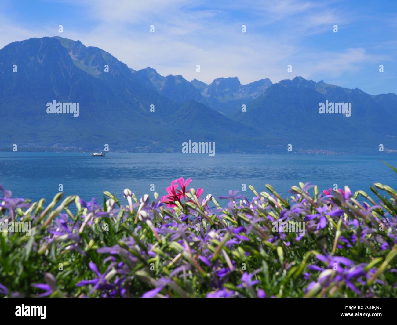 Violette Blumen an der Promenade in der europäischen Stadt Montreux am See  Leman im Kanton Waadt, Schweiz, klarer blauer Himmel an 2017 warmen  sonnigen Sommertagen im Juli Stockfotografie - Alamy