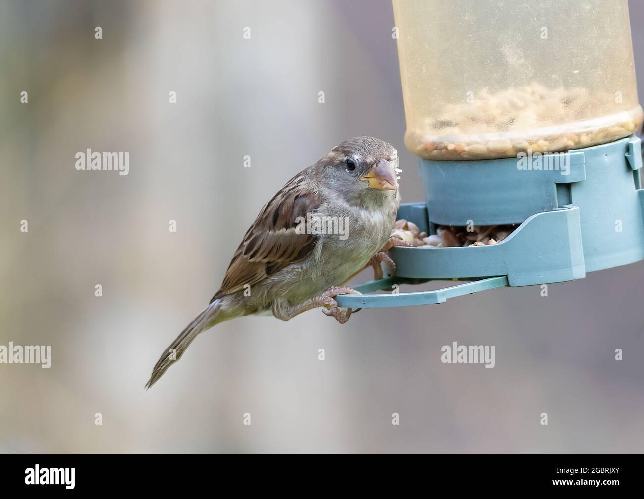 Haus Sparrow Fütterung an einem Futterhäuschen an einer Vogelfutterstation in Großbritannien Stockfoto