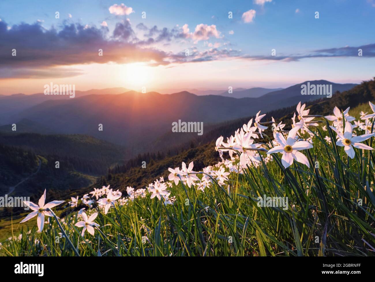 Wilde weiße Narzissenblüten. Erstaunlicher Sonnenuntergang mit Strahlen erhellt den Horizont. Himmel mit Wolken. Hohe Berge im Dunst. Sommertapete im Hintergrund Stockfoto