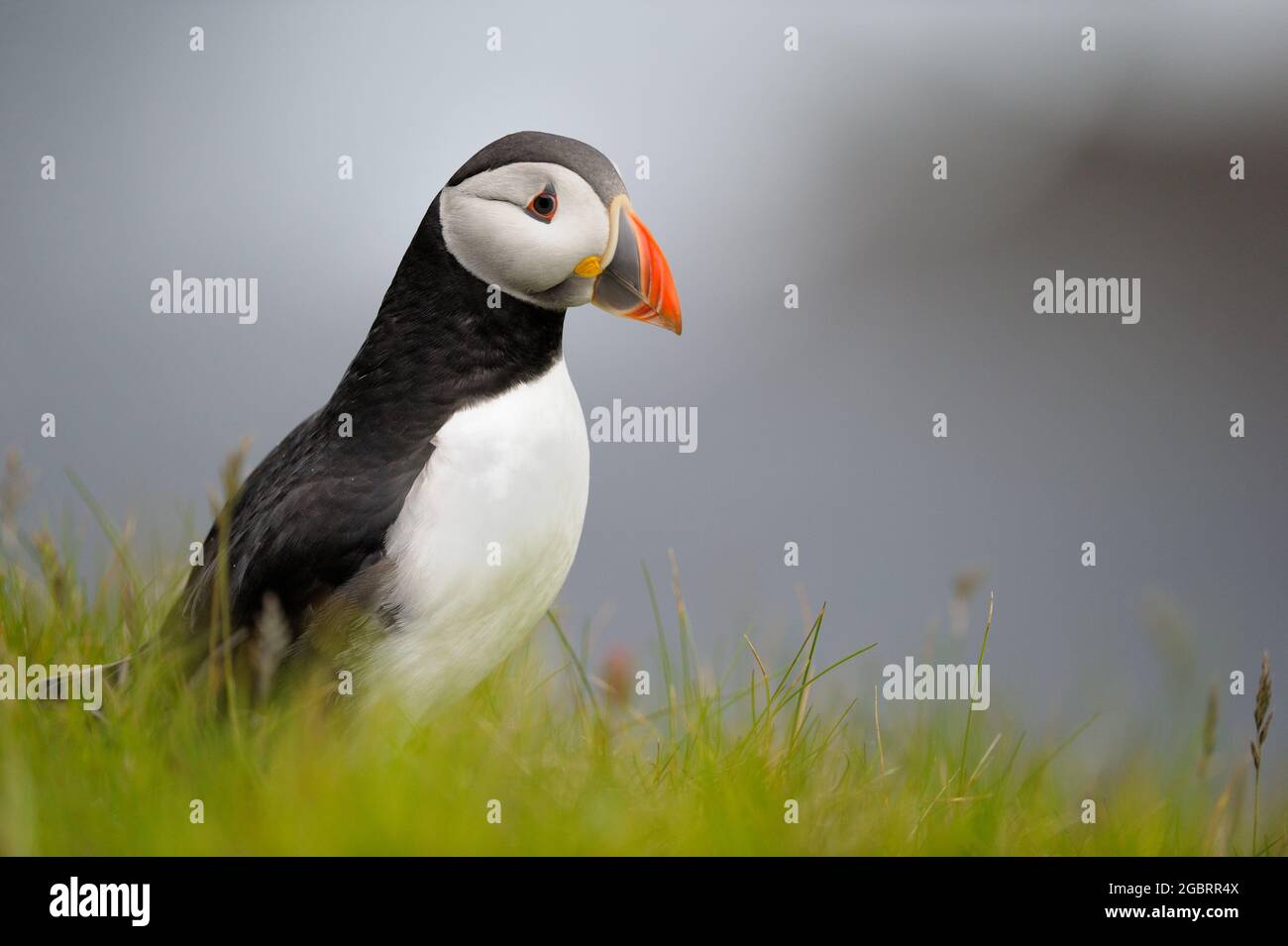 Atlantischer Papageientaucher (Fratercula Arctica) im grünen Gras, das auf einer Klippe steht, Shetland-Inseln, Schottland, Großbritannien. Stockfoto