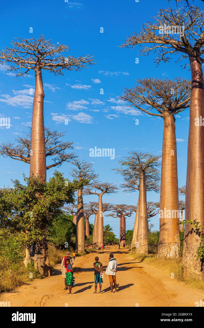MORONDAVA, MADAGASKAR - JUNI 9. Einheimische treffen sich an der Avenue of the Baobabs - einem der Wunder unseres Planeten, der Ikone Madagaskars. Stockfoto