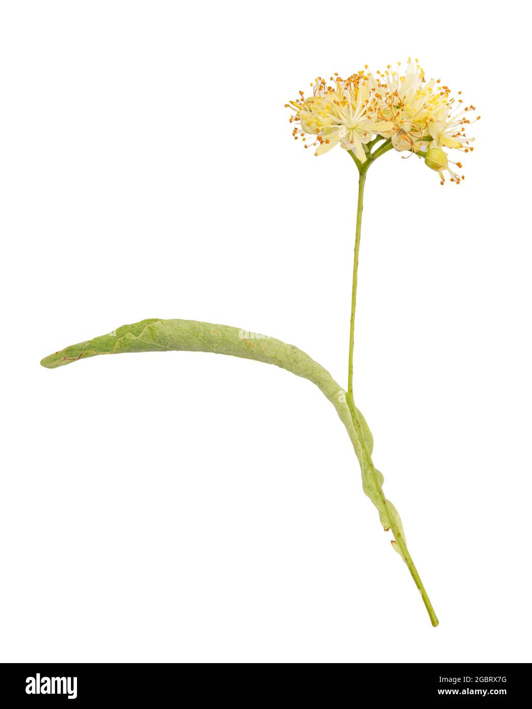 Frische Lindenblüte auf weißem Hintergrund. Beschneidungspfad Stockfoto