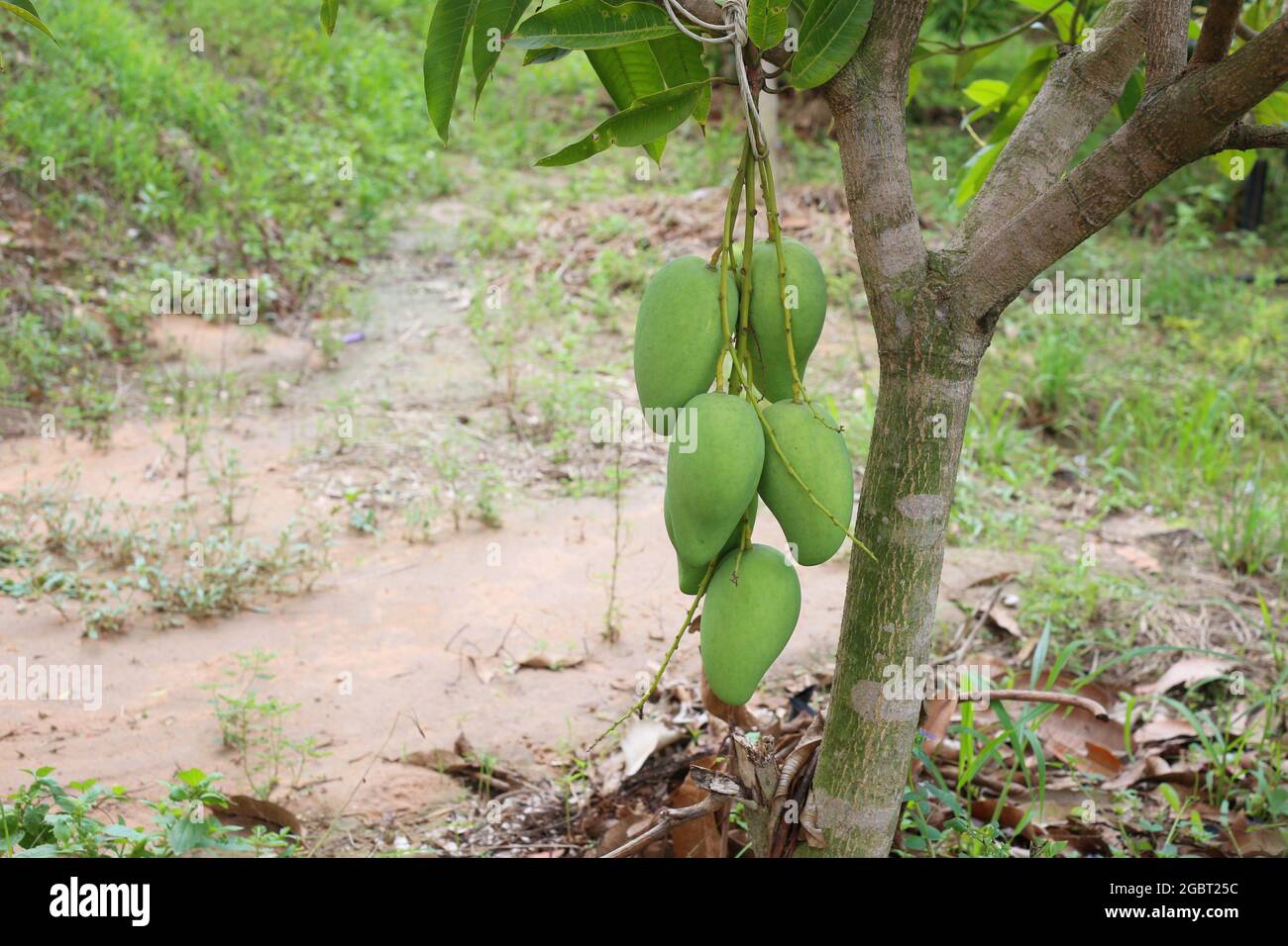 Grüne Mango ist nicht reif auf den Bäumen im Obstgarten, Obstgarten im Tropengebiet von Thailand. Stockfoto