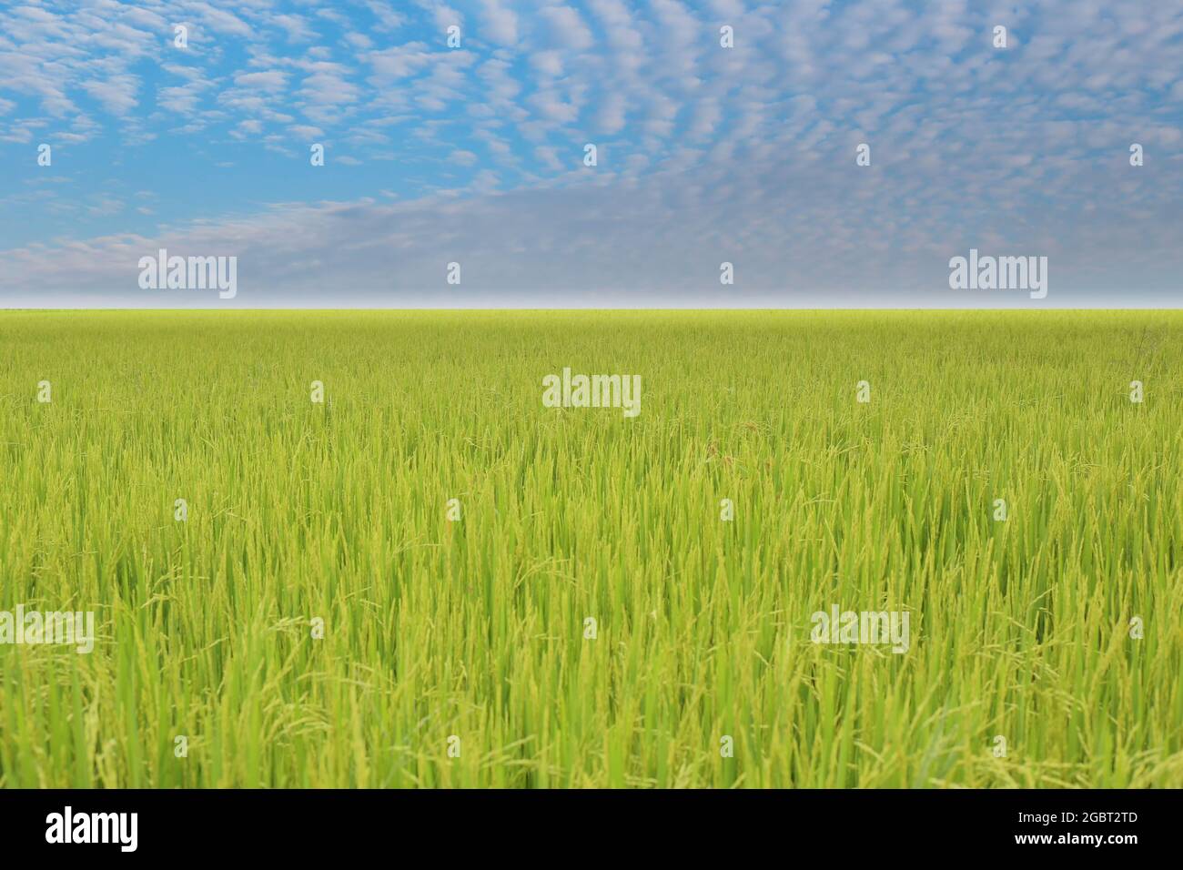 Blick auf Reisfeld am Tag, landwirtschaftliche Gebiete von Thailand. Stockfoto