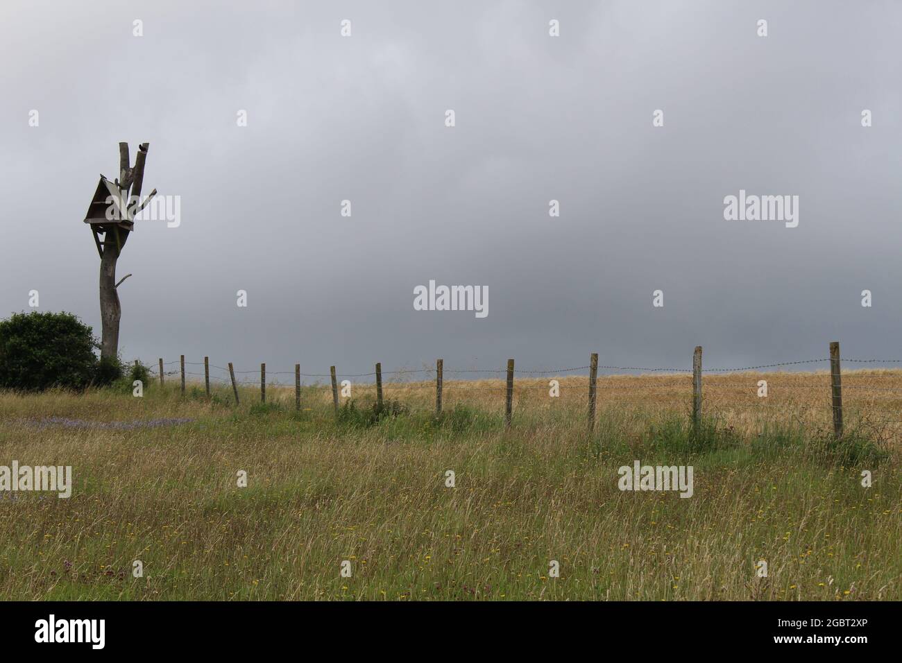 Butser Ancient Farm - Nesting-Box auf toten Baum montiert. Stockfoto