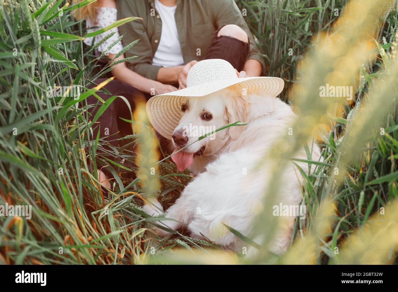 Hund sieht toll aus in großen weißen Hut, auf von seinen Besitzern am Sommerabend auf dem Feld unter dem Gras gesetzt. Liebe und Zärtlichkeit. Schöne Momente des Lebens. Pe Stockfoto