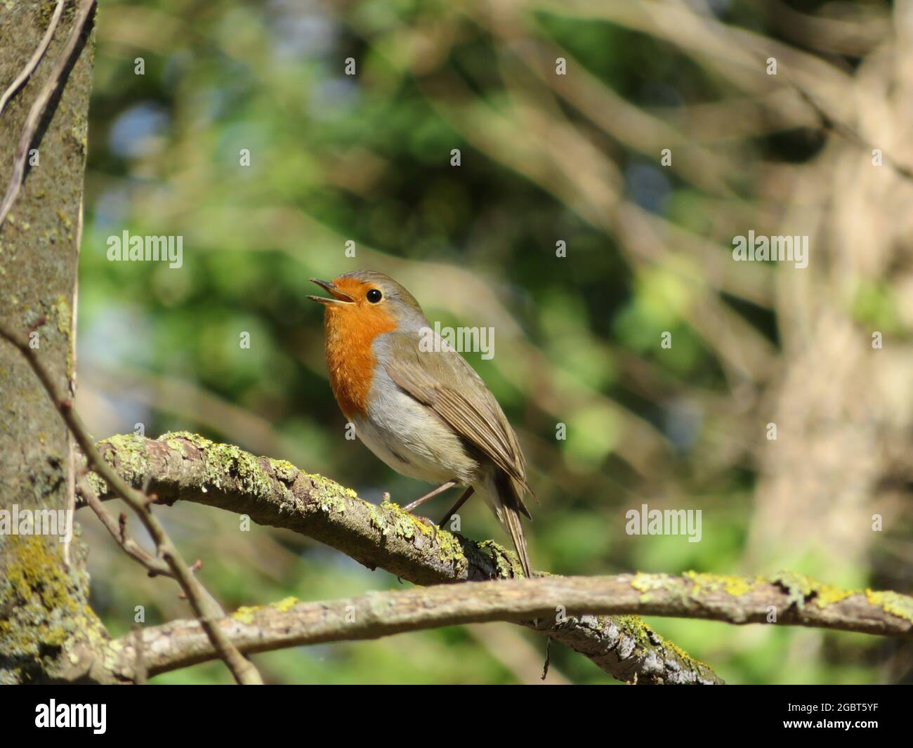 Europäischer Rotkehlchen, Erithacus rubecula, der auf einem Ast singt Stockfoto