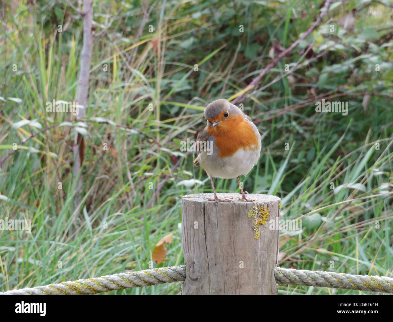 Europäischer Rotkehlchen, Erithacus rubecula, in einem Stock sitzend Stockfoto