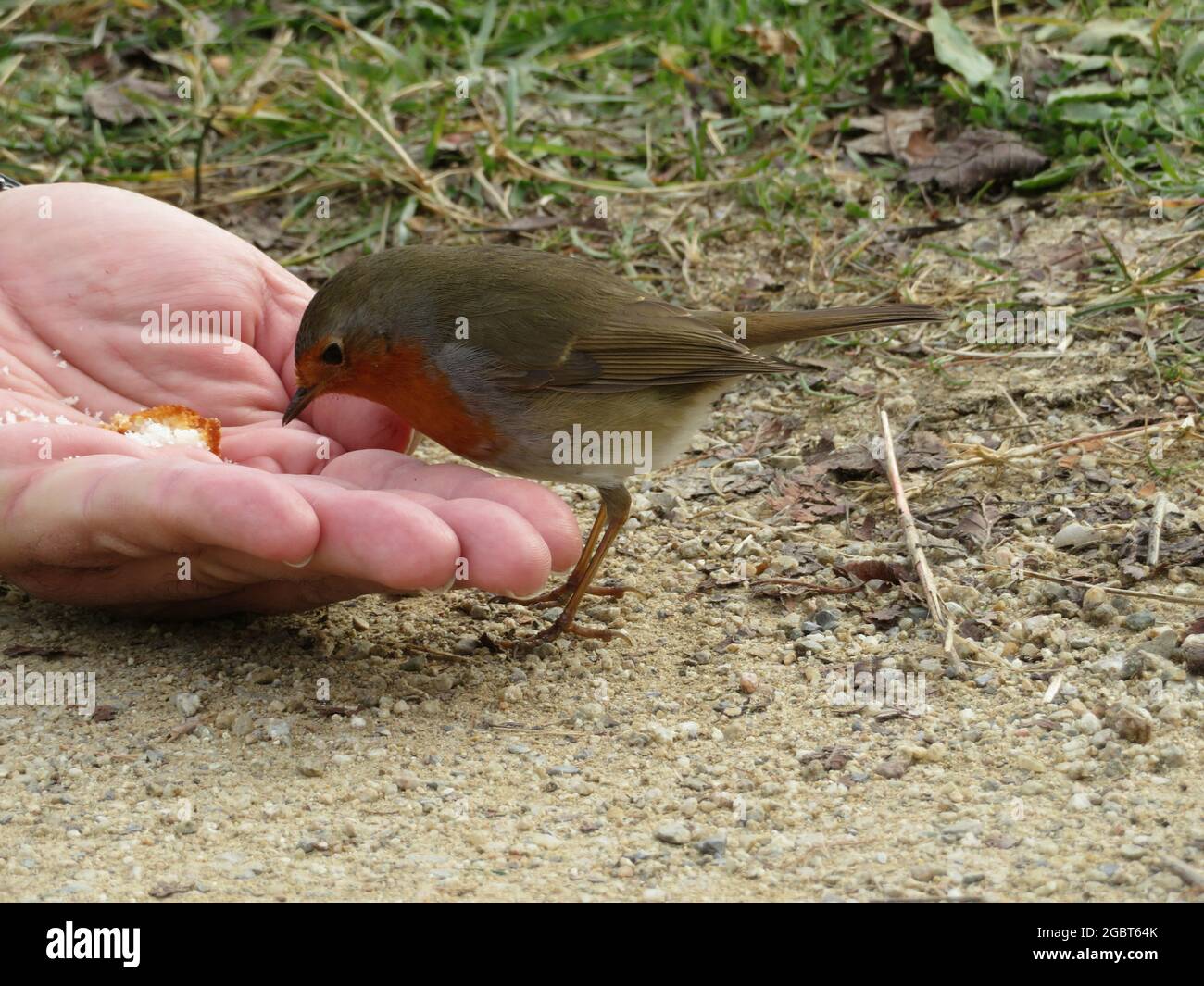 Europäischer Rotkehlchen, Erithacus rubecula, der aus der Hand isst Stockfoto