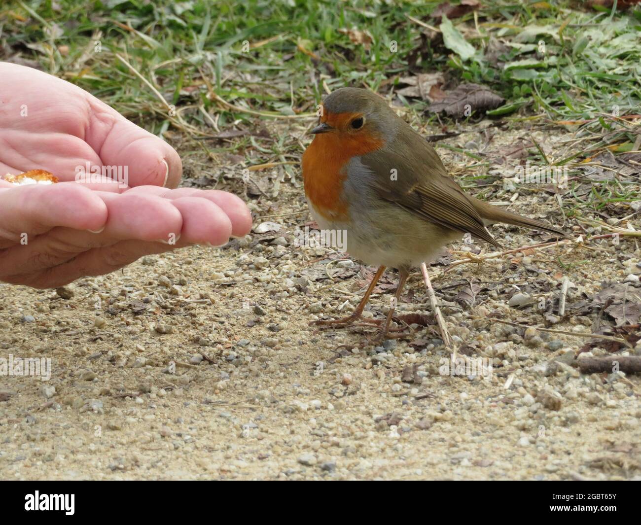 Europäischer Rotkehlchen, Erithacus rubecula, der aus der Hand isst Stockfoto