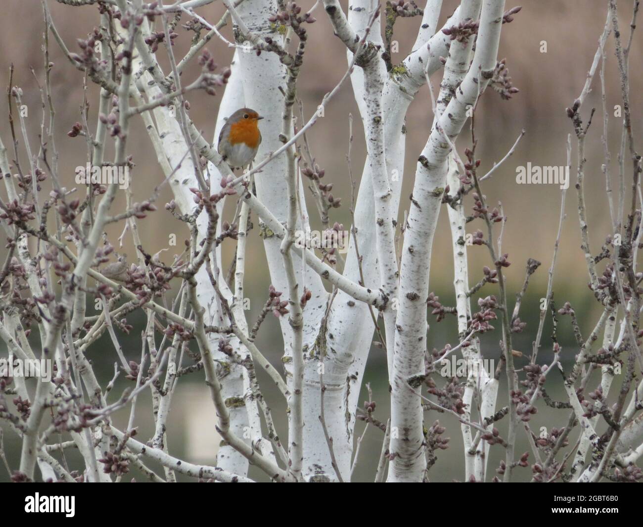 Europäischer Rotkehlchen, Erithacus rubecula, thront in einem Baum Stockfoto